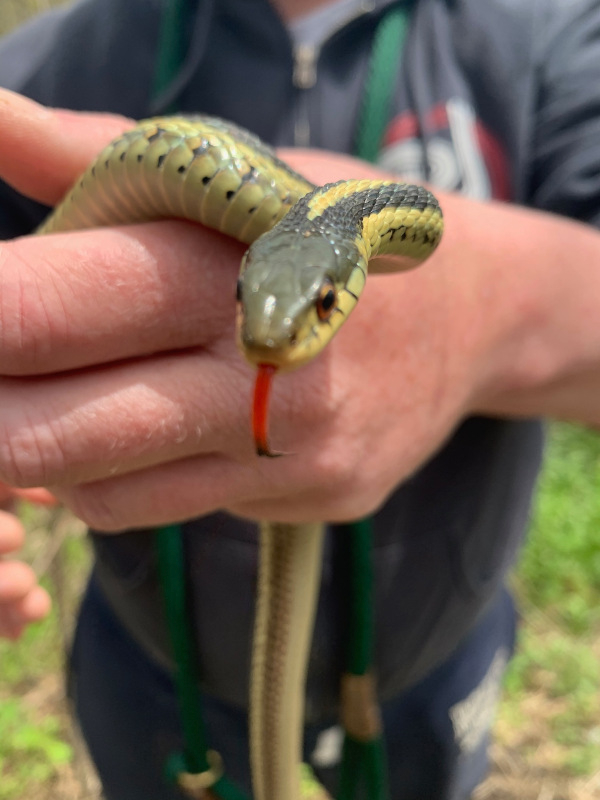 A person holding a friendly snake